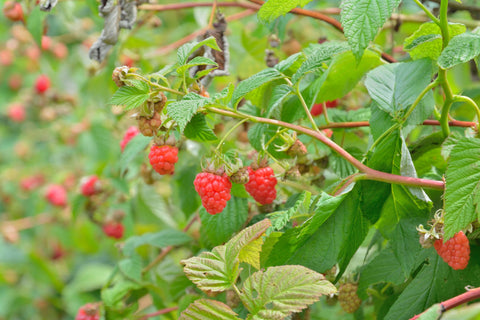 Le framboisier, les vertus de ses feuilles sur notre organisme - Blog  Herbes du Monde