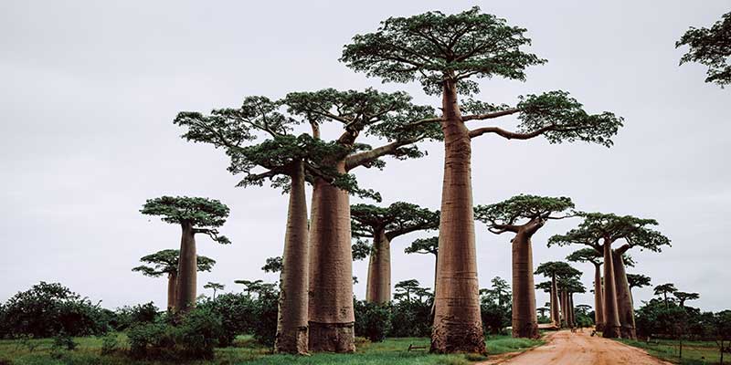 Baobab arbre de vie amoseeds specialiste des super aliments Bio