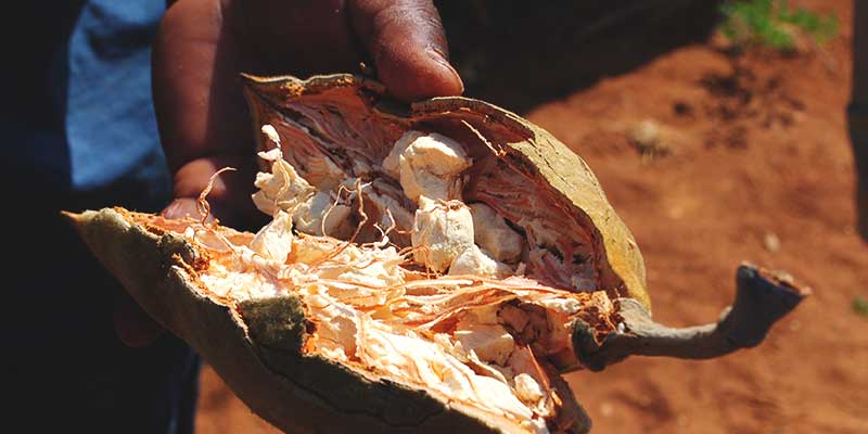 Baobab fruit pain de singe amoseeds specialiste des super aliments Bio