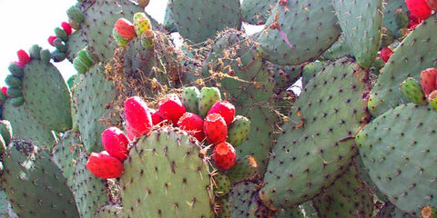 Cactus nopal bio amoseeds specialiste des super aliments bio