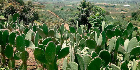 Champs nopal bio amoseeds specialiste des super aliments bio