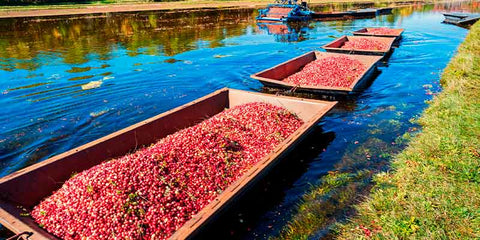 La découverte de la canneberge (cranberry)