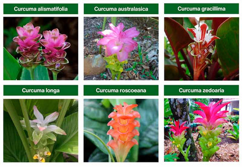 les differentes especes de curcuma a planter et faire pousser amoseeds specialiste des super aliments bio