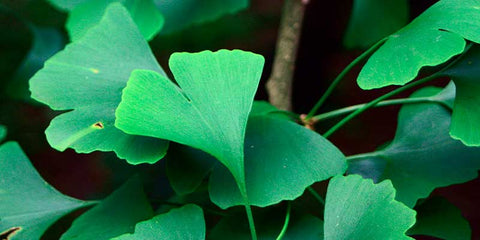 Ginkgo biloba  amoseeds specialiste des super aliments bio