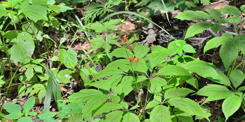 ginseng rouge Bio culture amoseeds specialiste des super aliments Bio