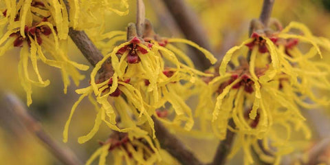 Qu'est-ce que l'Hamamelis ? Origine, Bienfaits et Posologie