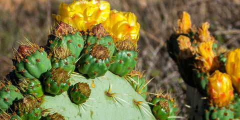 Nopal bio cactus amoseeds specialiste des super aliments bio