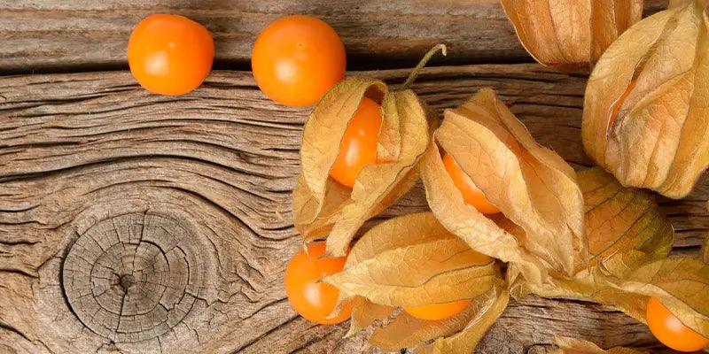 physalis comestible amoseeds specialiste des super aliments Bio