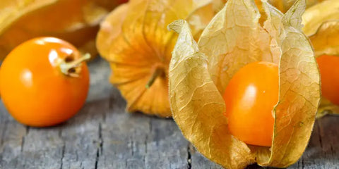 physalis comestible amoseeds specialiste des super aliments Bio