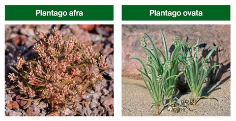 planter psyllium afra psyllium ovata difference amoseeds specialiste des super aliments bio