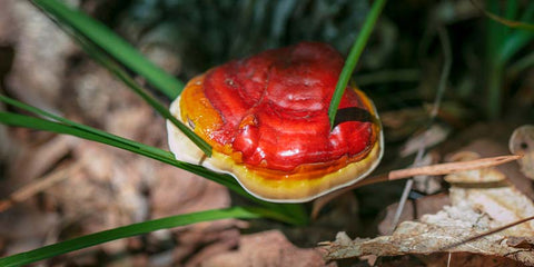 Reishi champignon amoseeds specialiste des super aliments bio