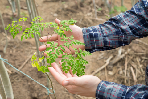 cultiver son plant de moringa amoseeds specialiste des super aliments bio