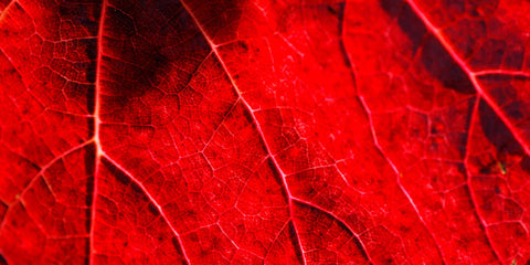 Vigne rouge bienfaits feuilles amoseeds specialiste des super aliments bio
