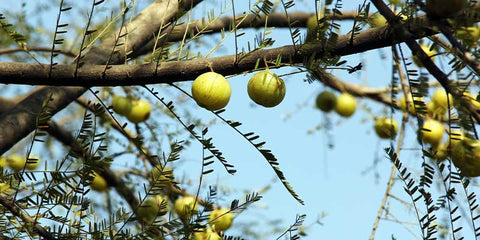amla arbre groseille indienne amoseeds specialiste des super aliments bio