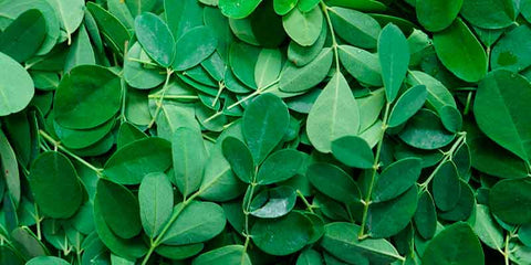 moringa feuilles bio amoseeds specialiste des super aliments bio