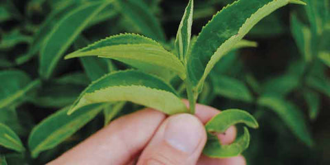 feuilles the matcha japonais poudre bio culture recolte amoseeds specialiste des super aliments bio