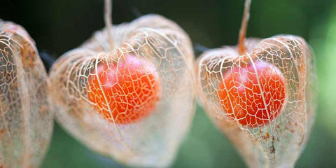 physalis bio amour en cage amoseeds specialiste des super aliments bio