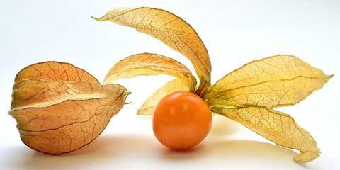 physalis bio baies incas amoseeds specialiste des super aliments bio