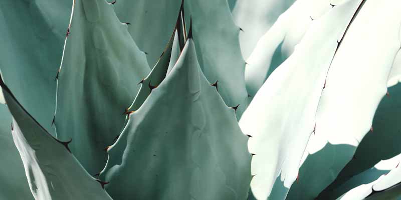 sirop agave alternative sucre blanc raffine amoseeds specialiste des super aliments Bio