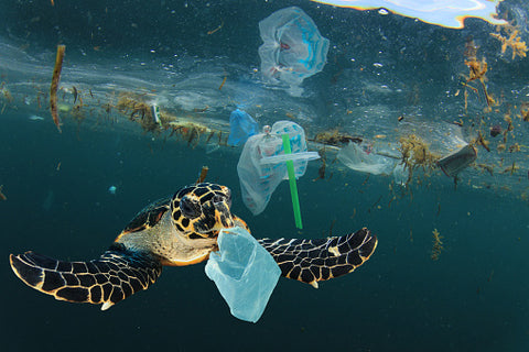 Turtle and fish surrounded by plastic in ocean