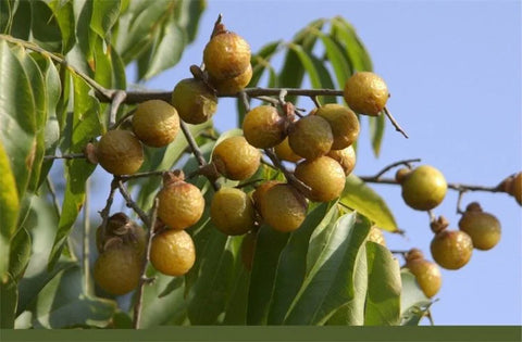 Soanut Tree With Sopnuts Growing