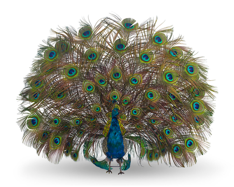 French Walking Peacock Automaton by Roullet et Decamps. Circa 1890. M.S. Rau.