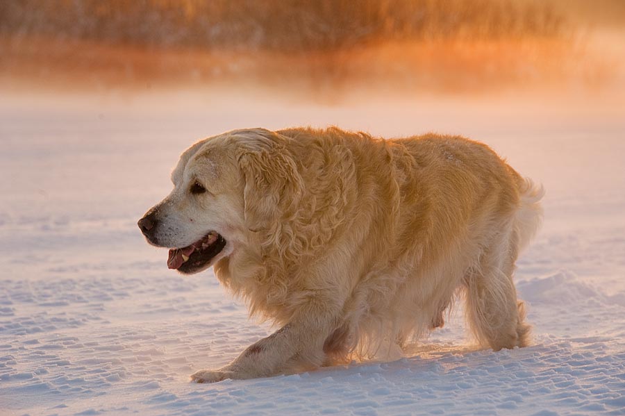 Golden Retriever Hundeleinen Retrieverleinen KENSONS for dogs Köln