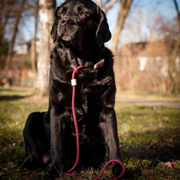 Labrador Retriever hundeleine retrieverleine KENSONS for dogs