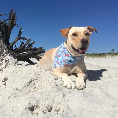 Reversible Dog Bandana from Persimmon Peak