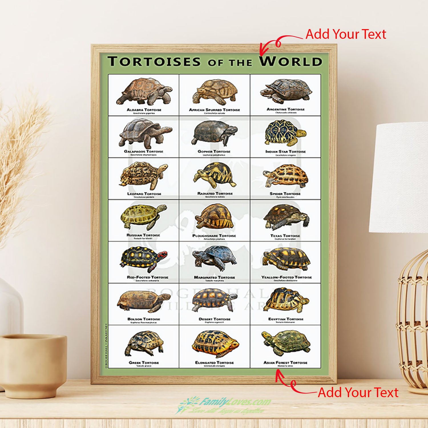 Tortoises Of The World Canvases For Painting Poster 36X24 All Size 1