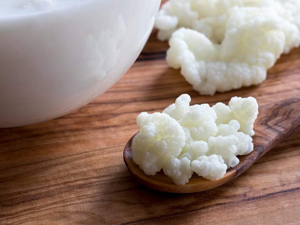 Where can you buy kefir grains