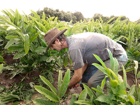 Man harvesting crops in a field