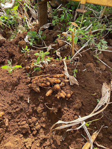 Ginger and turmeric root in the soil