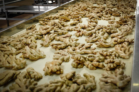 Ginger root being processed