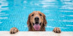 Köpekler deniz suyu içerse ne olur