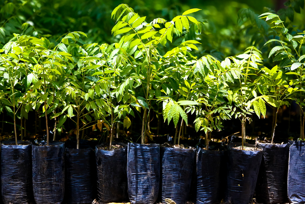 Row of trees ready for planting