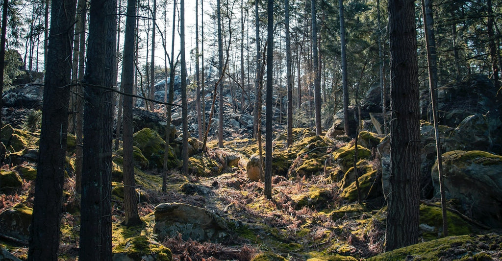 Boulders in Fontainebleau