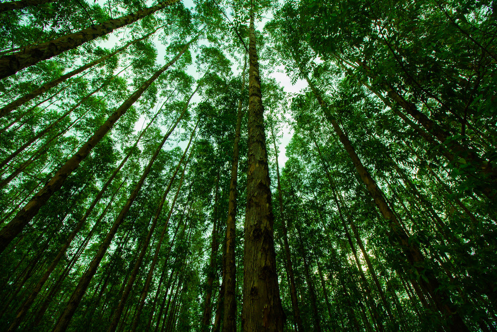 View of trees from magic bouldering forest