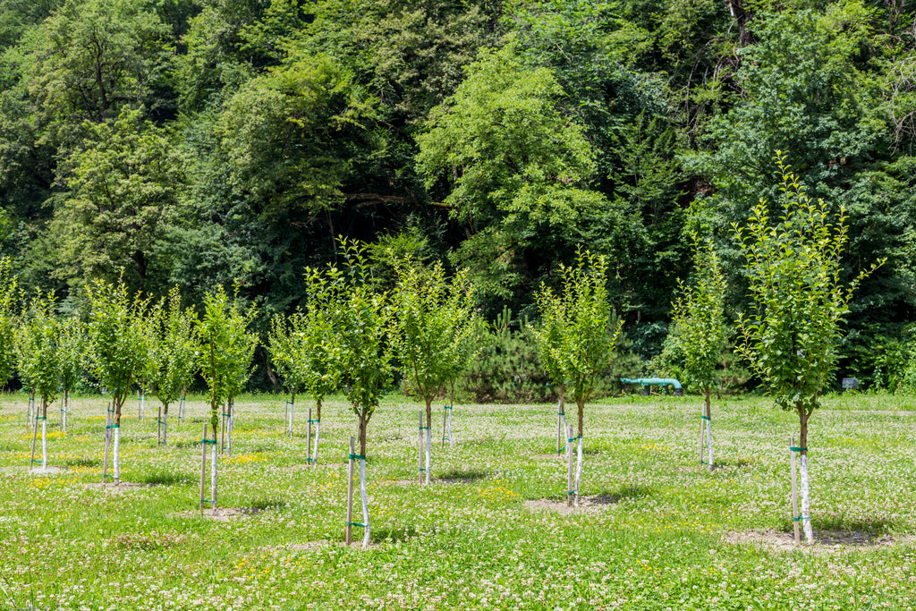 Trees just after planting