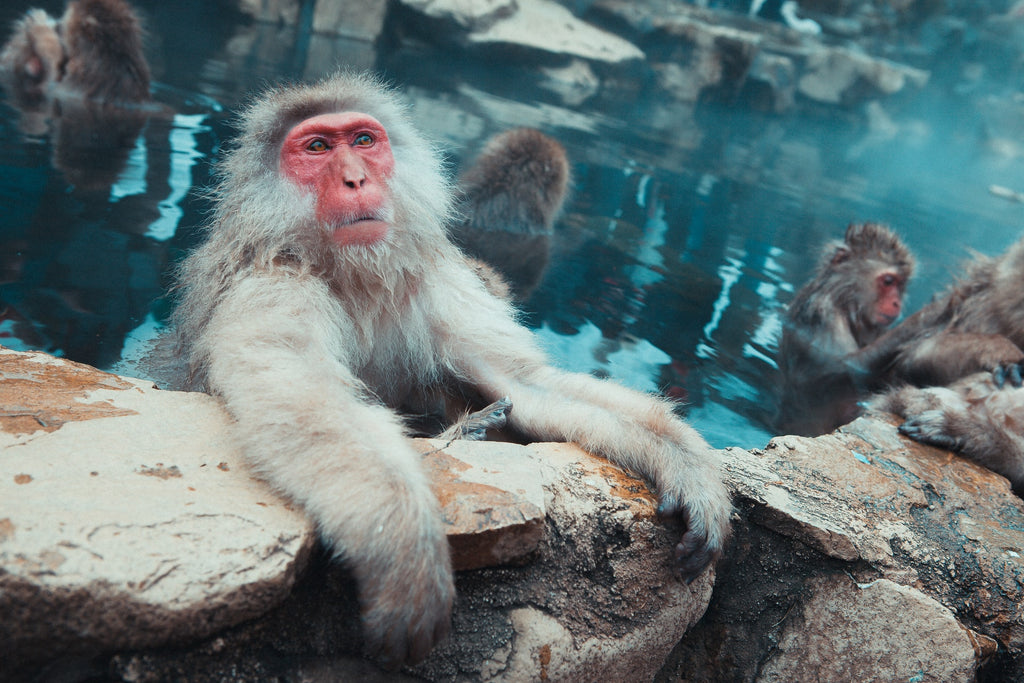 Sweaty monkey in a Japanese Onsen