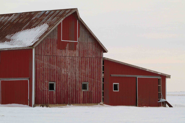  Tips for Protecting Chickens In Cold Weather OverEZ 