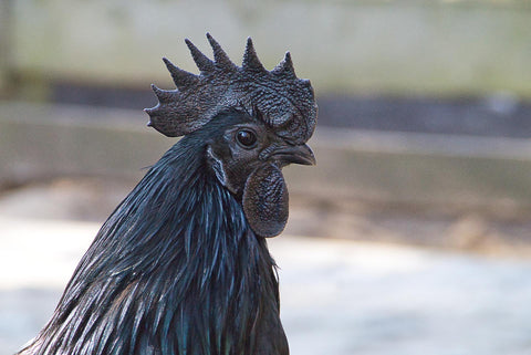 Ayam Cemani Chicken With Single Comb