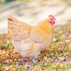 Buff Orpington Chicken