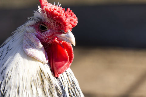 Chicken With Rose Comb