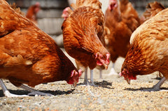 Tips to feeding your chicken problems