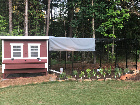 Large OverEZ Chicken Coop with Run
