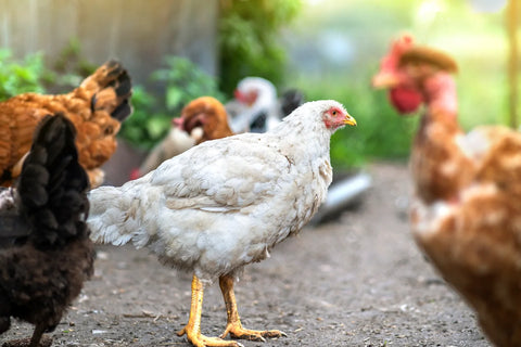 Flock of Chickens Pecking in Backyard