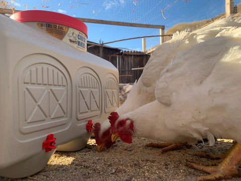 Chickens drinking out of OverEZ Chicken Waterer