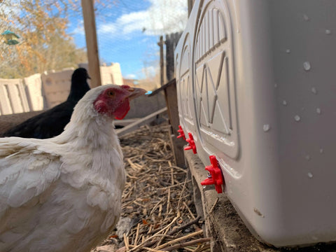 OverEZ Chicken Waterer