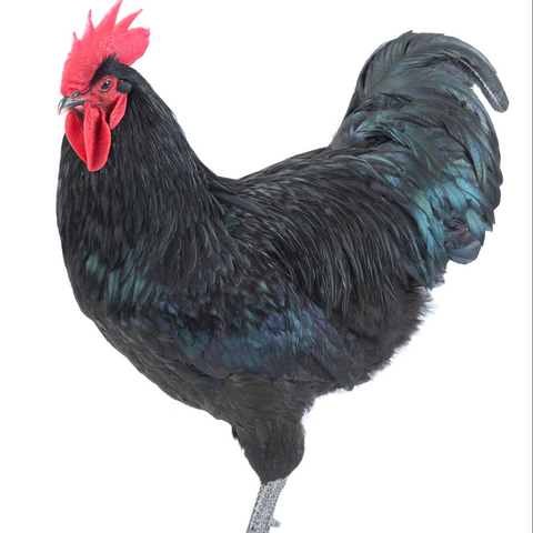 Black Australorp Chicken Breed